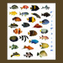 Aquarium Fish Poster