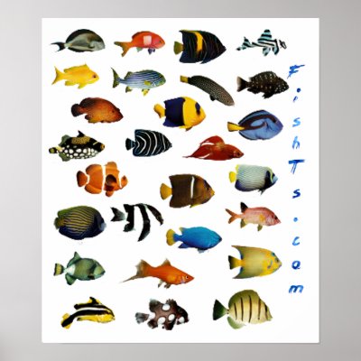 aquarium fishes images. Aquarium Fish Poster by