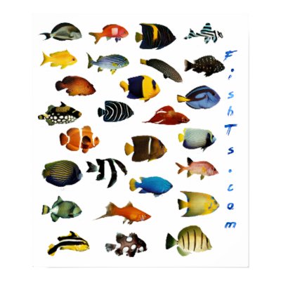 Aquarium Fish Poster Print