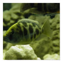 aquarium-fish posters by undefined aquarium-fish posters