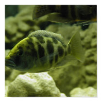 aquarium-fish posters by undefined aquarium-fish posters