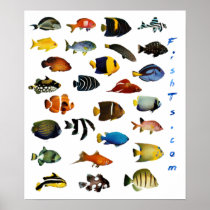 Aquarium Fish Poster