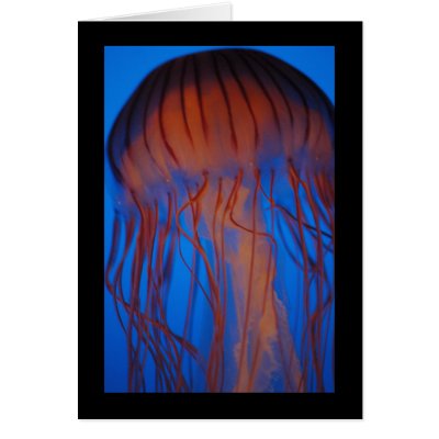 Aquarium Jellyfish Greeting Cards by OrcaWatcher