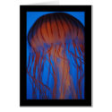 Aquarium Jellyfish cards