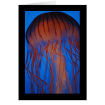 Aquarium Jellyfish cards by OrcaWatcher Aquarium Jellyfish cards