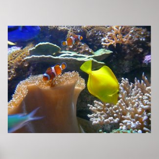 Aquarium (Nemo)