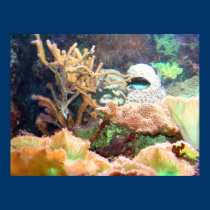 Aquarium posters by CptMikey Aquarium posters