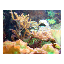 Aquarium Print