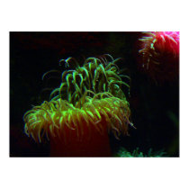 Aquarium Reef Poster