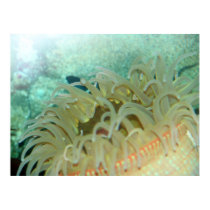 Aquarium Reef Print