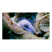 Aquarium shop business cards