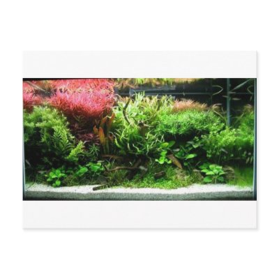 Aquascape Postcard by TheCommitteeTo