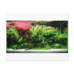 Aquascape Postcard