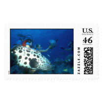 Aquatic 244 postage by StampsUSA Aquatic 244 postage