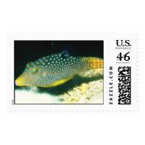 Aquatic 245 postage by StampsUSA Aquatic 245 postage