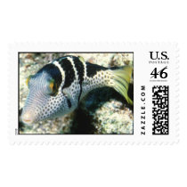 Aquatic 246 postage by StampsUSA Aquatic 246 postage