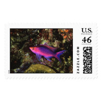 Aquatic 247 postage by StampsUSA Aquatic 247 postage
