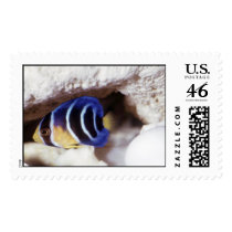 Aquatic 254 postage by StampsUSA Aquatic 254 postage