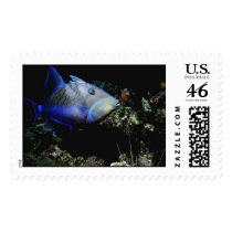Aquatic 256 postage by StampsUSA Aquatic 256 postage