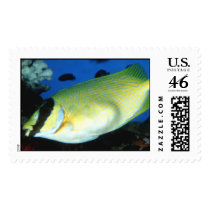 Aquatic 257 postage by StampsUSA Aquatic 257 postage
