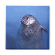 Aquatic magnets