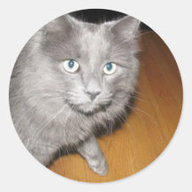 ¡Aquí gatito del gatito! Pegatina