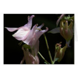 Aquilegia Baby Pink Cards