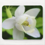 Aquilegia blanco Flabellata Alfombrilla De Ratones
