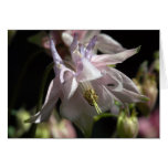 Aquilegia Greeting Card