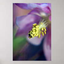 Aquilegia Print 2 posters