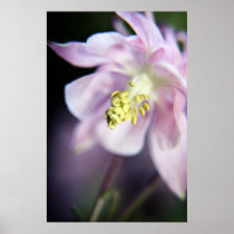 Aquilegia Print posters