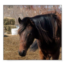 Arab Filly posters by myindianpony Arab Filly posters