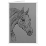 arab horse