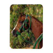 Arab Horse Headshot with Bridle Magnets