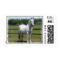 Arab Horse Postage Stamp