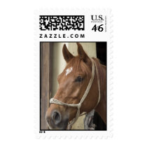 Arab Horse Postage Stamp