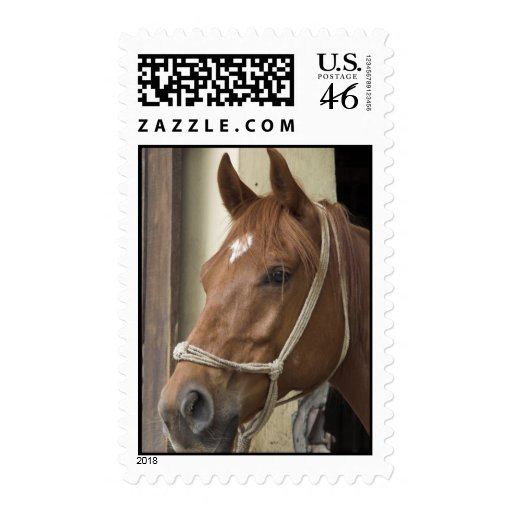 Arab Horse Postage Stamp