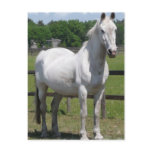 Arab Horse Postcard