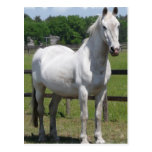 Arab Horse Postcard