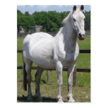 Arab Horse Postcard