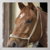 Arab Horse Poster Print