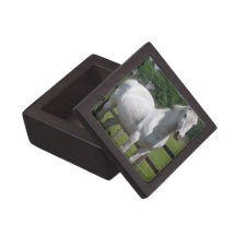 Arab Horse Premium Gift Box