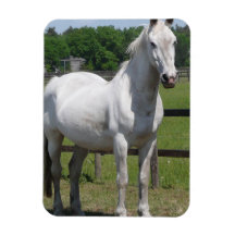 Arab Horse  Premium Magnet