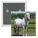 Arab Horse Square Pin