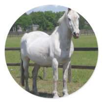 Arab Horse Sticker