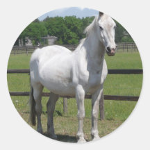 Arab Horse Sticker