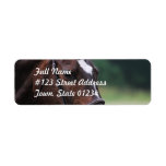 Arab Horse with White on Face Mailing Label