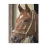Arab Horses Postcard