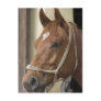 Arab Horses Postcard