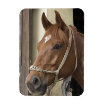 Arab Horses Premium Magnet